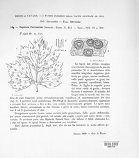 Septoria petroselini image